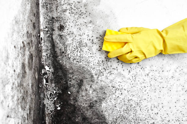 Best Residential Mold Remediation in Verona, WI