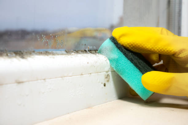Best Commercial Mold Remediation in Verona, WI