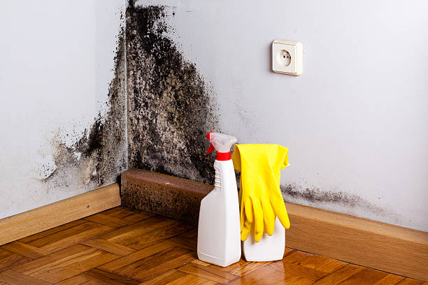 Best Black Mold Remediation in Verona, WI