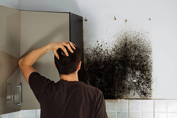 Best DIY Mold Remediation Support Services in Verona, WI