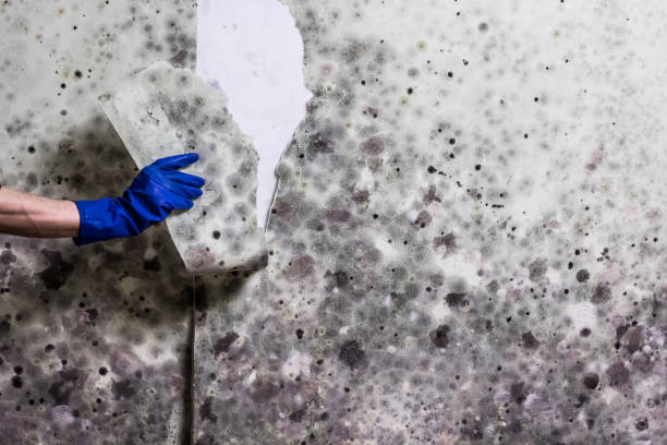 Professional Mold Remediation in Verona, WI