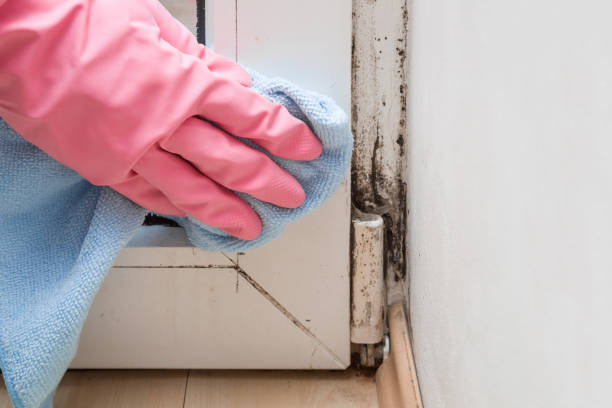 Best White Mold Remediation in Verona, WI